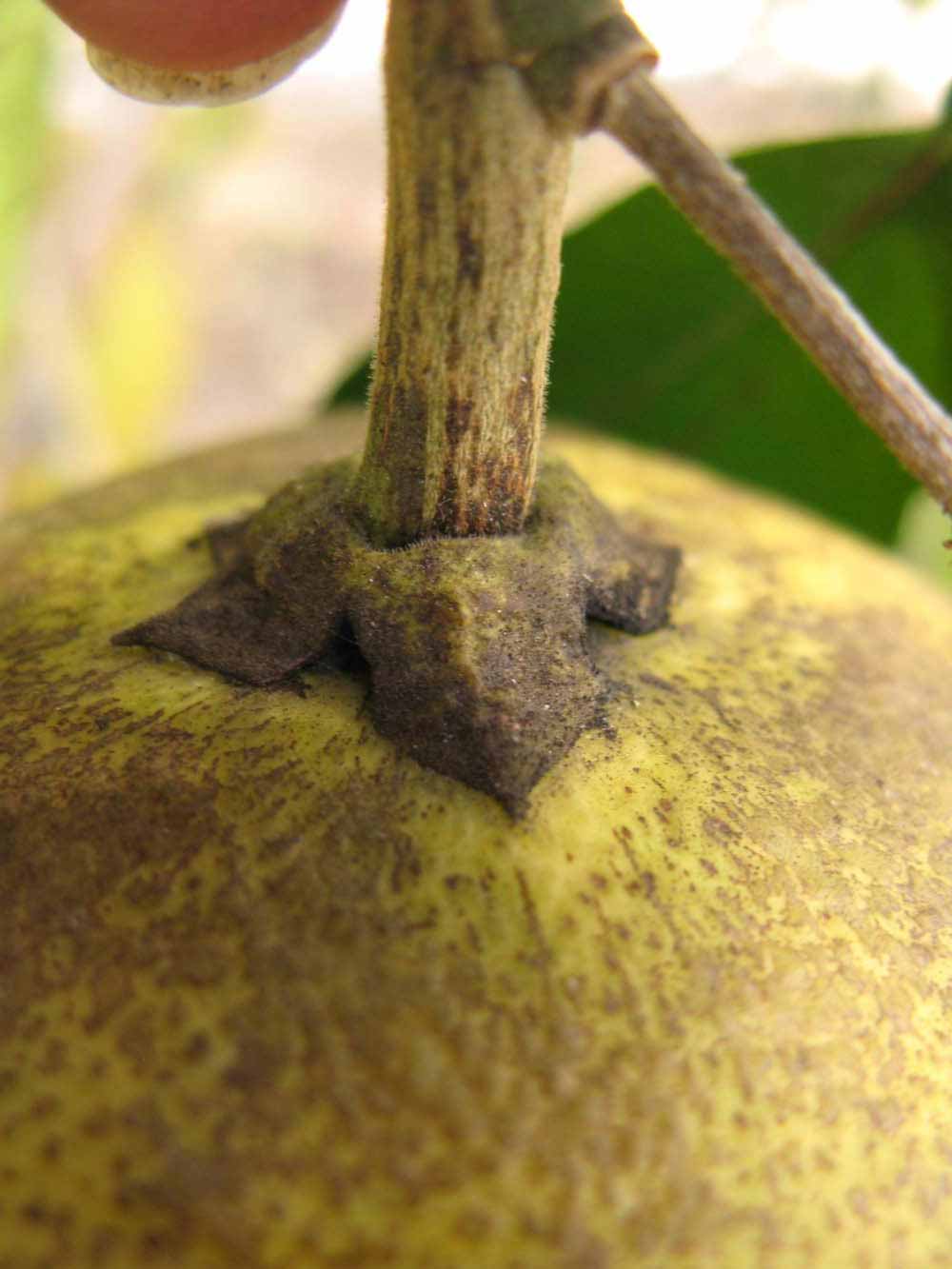            Fruit (Winter Haven, FL)   